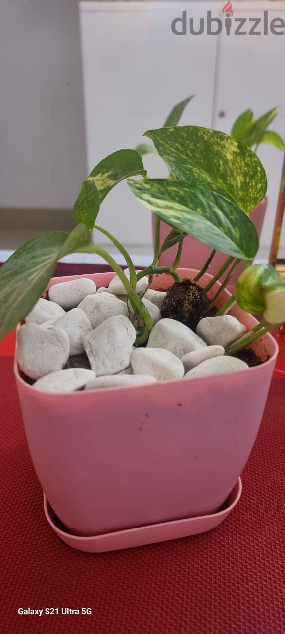 moneyplant with beautiful pot 1