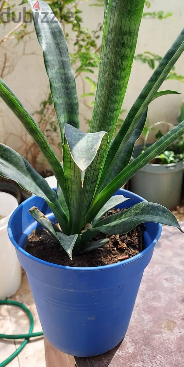 Snake Plant 0