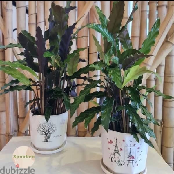 plants and decorations 9