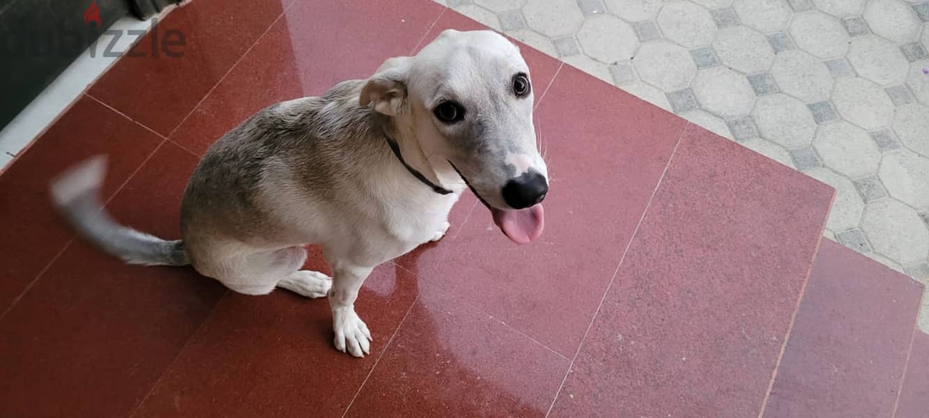 FREE - Friendly white dog desperately needs a home 2