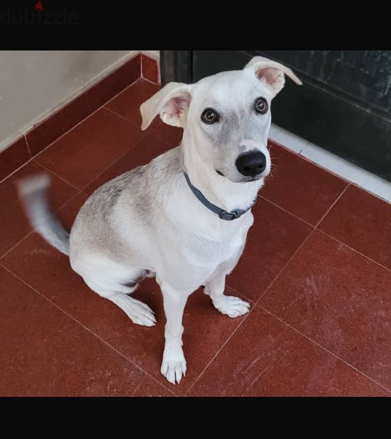 FREE - Friendly white dog desperately needs a home 4