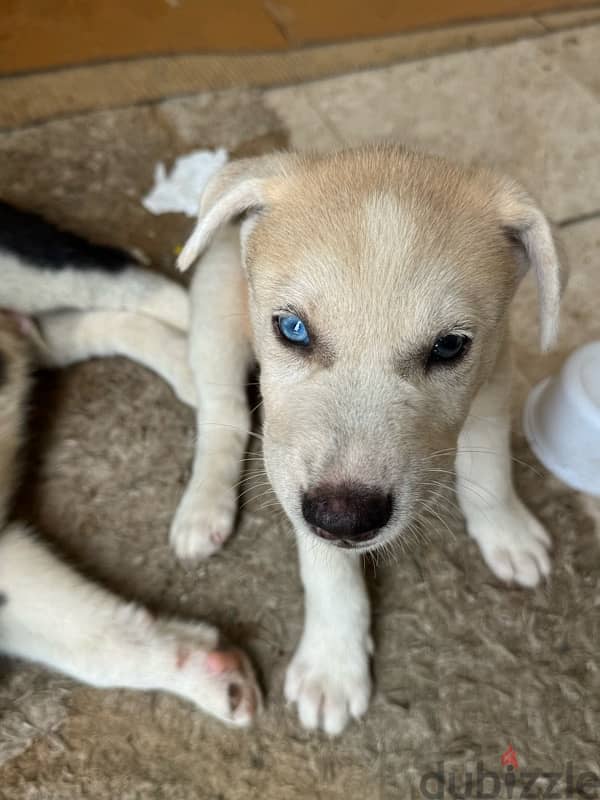 ‎**للبيع: جرو هاسكي × ليبرا بعيون زرقاء**  **Husky x Libra blue eyes 1