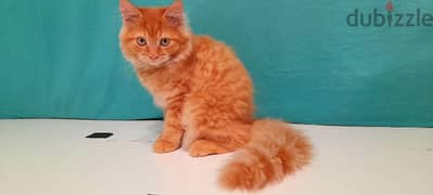 Persian Kitten (968-97426245 WhatsApp )