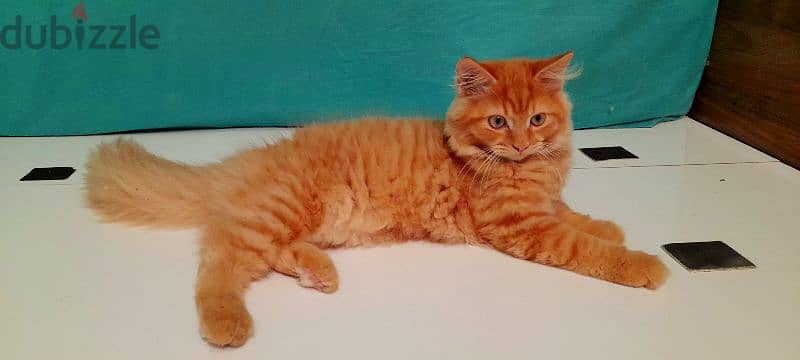 Persian Kitten (968-97426245 WhatsApp ) 1