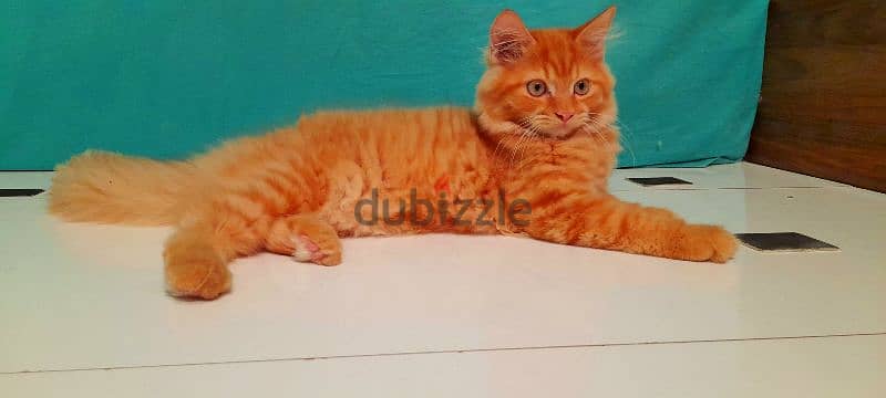 Persian Kitten (968-97426245 WhatsApp ) 2