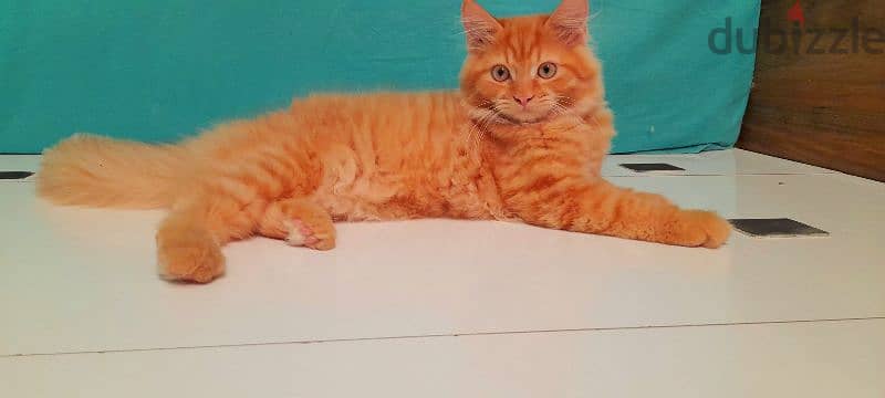 Persian Kitten (968-97426245 WhatsApp ) 3