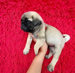 Male and female Pug puppies for sale