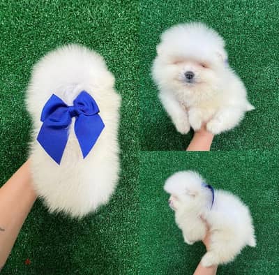 Pure White Pomeranian for sale . . WhatsApp ‪ ‪+1 (484) 718‑9164‬