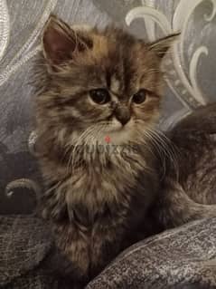 Persian kitten 2month female 0