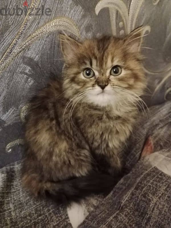 Persian kitten 2month female 1