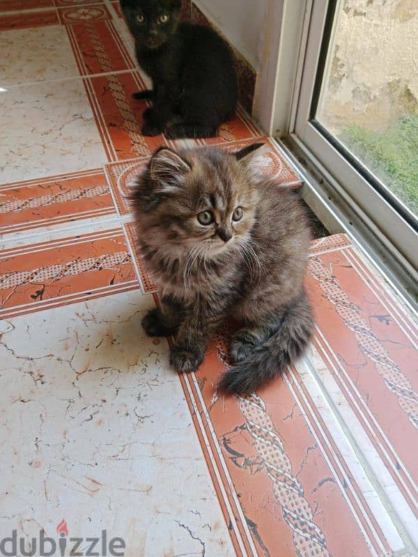 Persian kitten 2month female 3