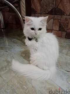 Pure Persian cat female 3month old.