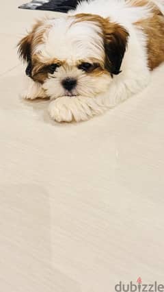 Shihtzu