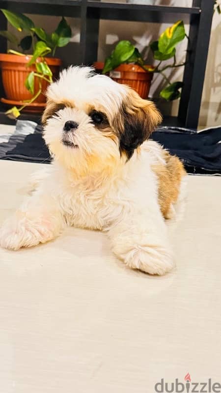 Shihtzu 1