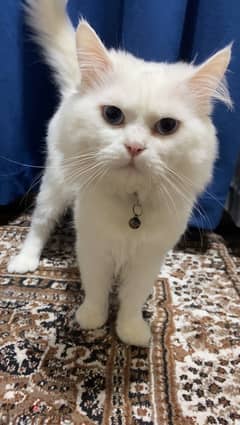 White Persian cat   قط شيرازي ابيض