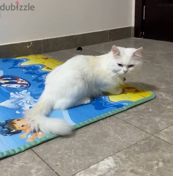 White Persian cat   قط شيرازي ابيض 1