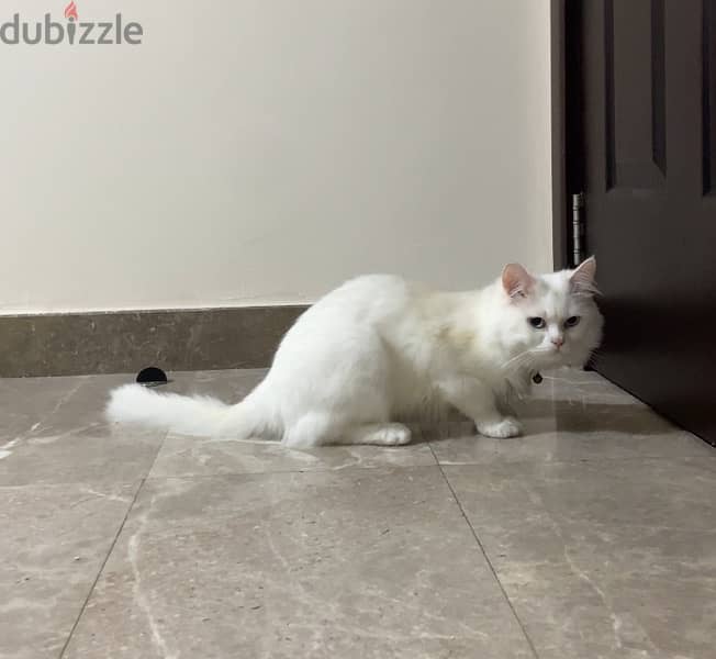 White Persian cat   قط شيرازي ابيض 2