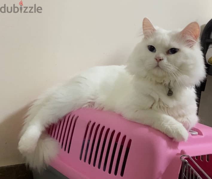 White Persian cat   قط شيرازي ابيض 4