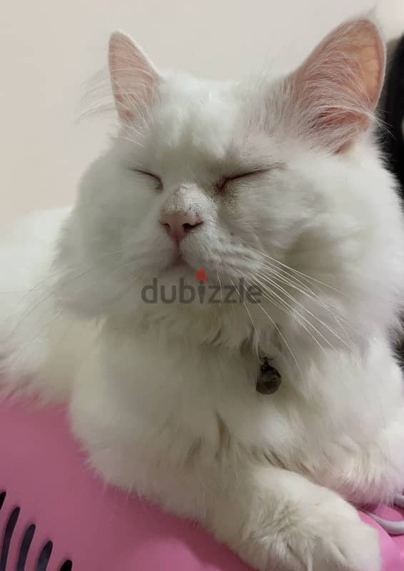 White Persian cat   قط شيرازي ابيض 5