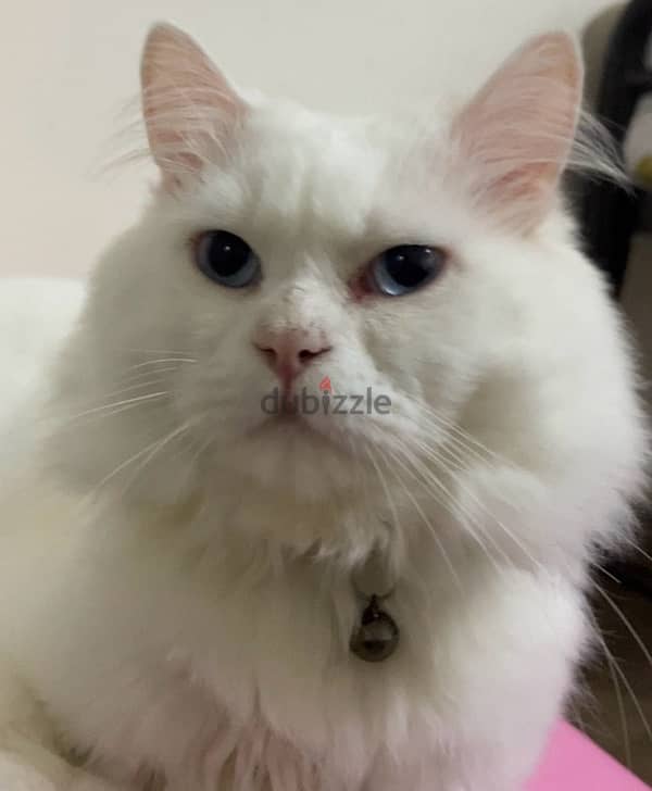 White Persian cat   قط شيرازي ابيض 6