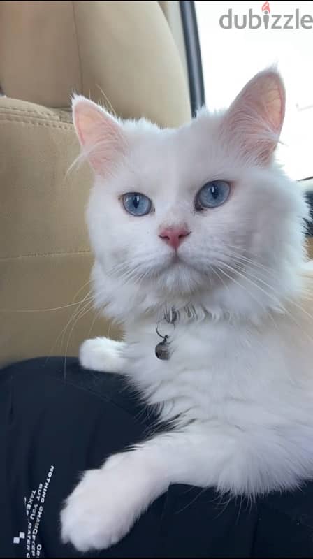 White Persian cat   قط شيرازي ابيض 7