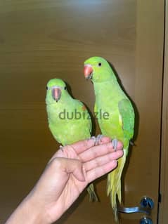 2 fully tamed parrots, very friendly, will soon start to talk