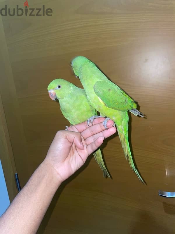 2 fully tamed parrots, very friendly, will soon start to talk 1