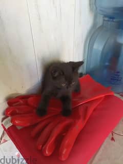 قطه للبيع / cat for sale 0