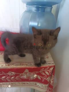 قط للبيع / cat for sale