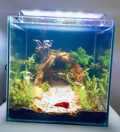 30*30*30 cm cube aquascaped aquarium for sale