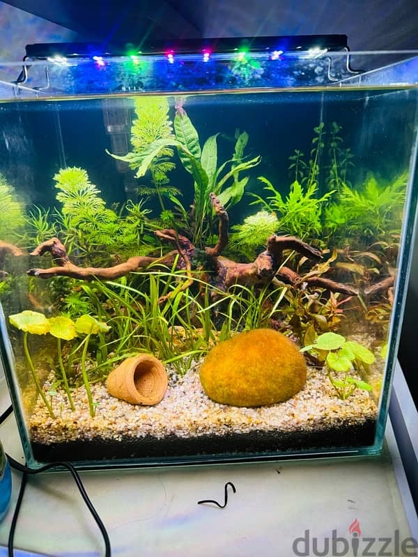 30*30*30 cm cube aquascaped aquarium for sale 1