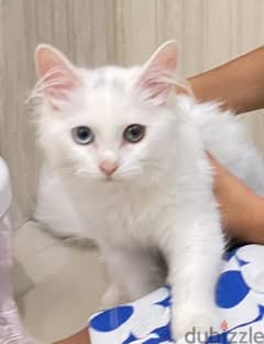 Turkish angora cat