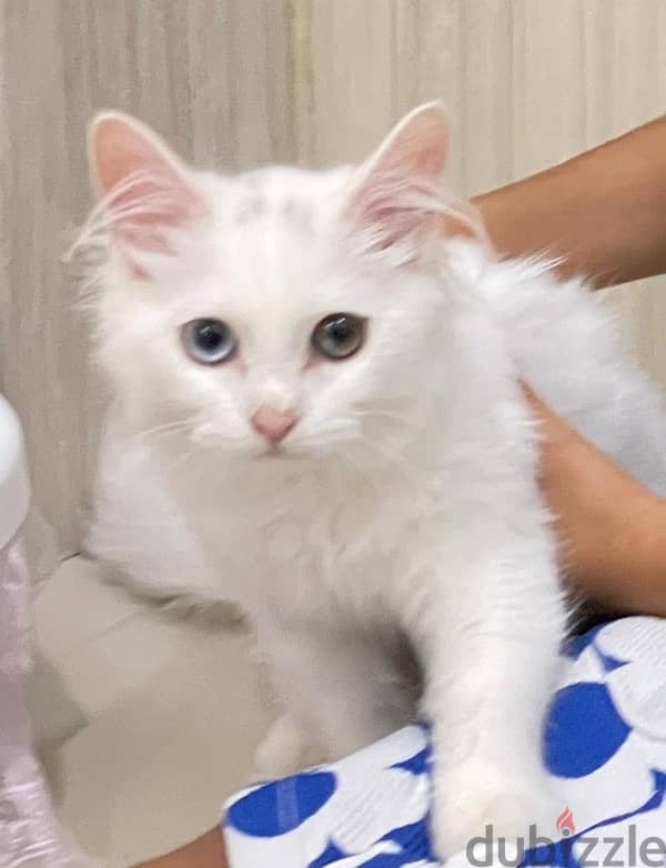 Turkish angora cat 0