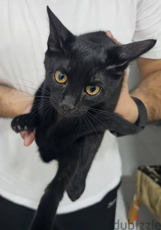 Turkish Angora cat with 2 kittens for adoption 3