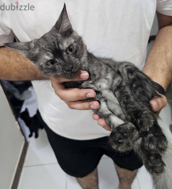 Turkish Angora cat with 2 kittens for adoption 4