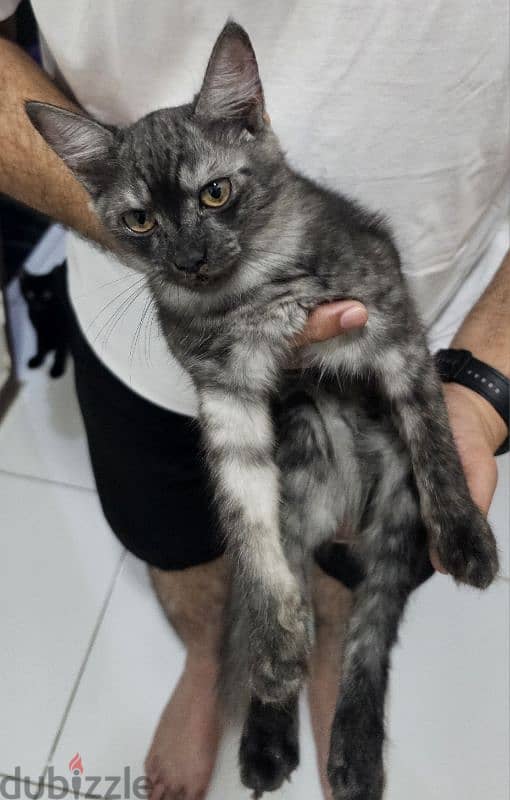 Turkish Angora cat with 2 kittens for adoption 5