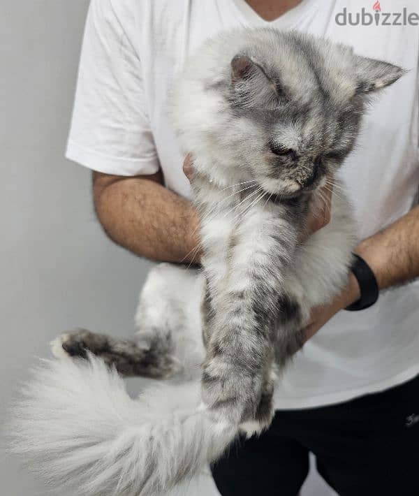 Turkish Angora cat with 2 kittens for adoption 7