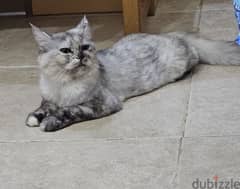 Turkish Angora cat with 2 kittens for adoption 0