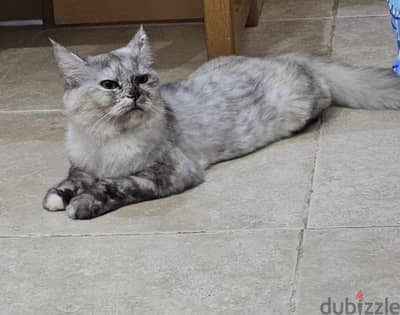 Turkish Angora cat with 2 kittens for adoption