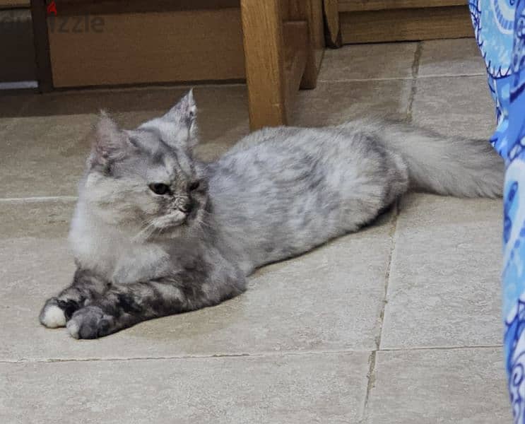 Turkish Angora cat with 2 kittens for adoption 8