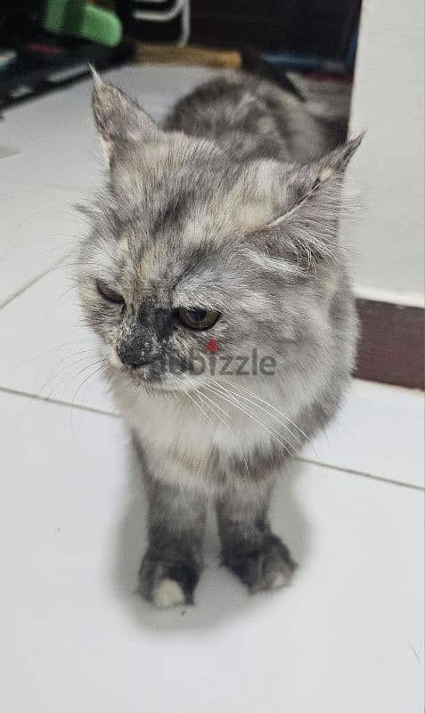 Turkish Angora cat with 2 kittens for adoption 1