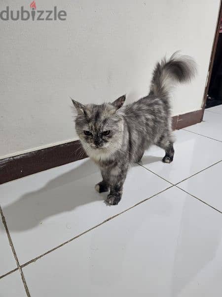 Turkish Angora cat with 2 kittens for adoption 9