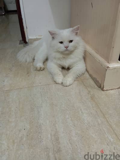 Turkish Male & Female cat available for sale