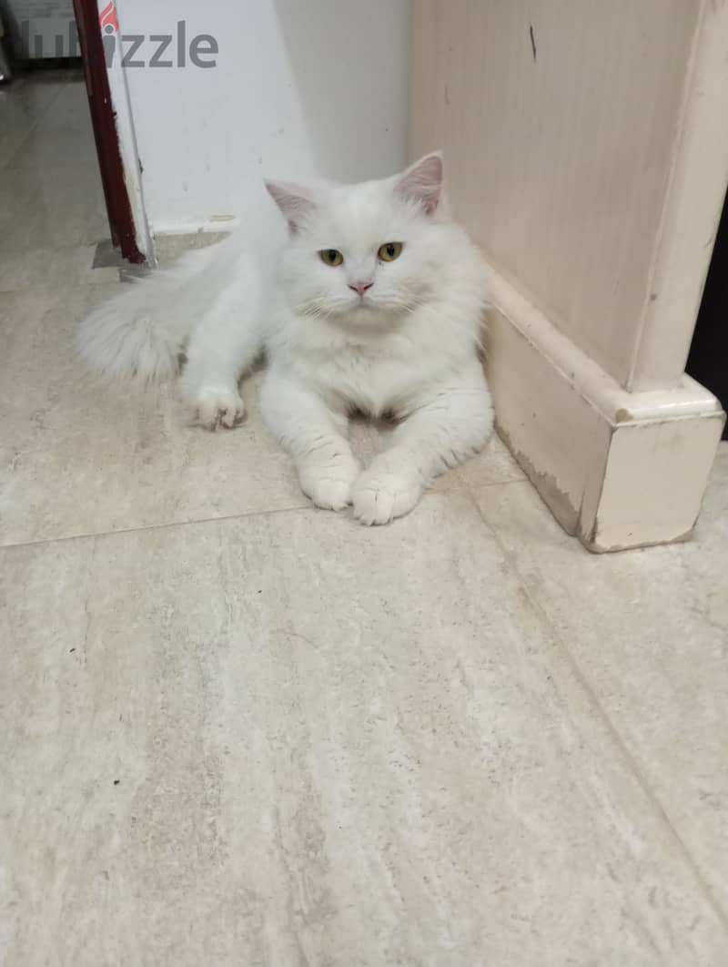 Turkish Male & Female cat available for sale 1