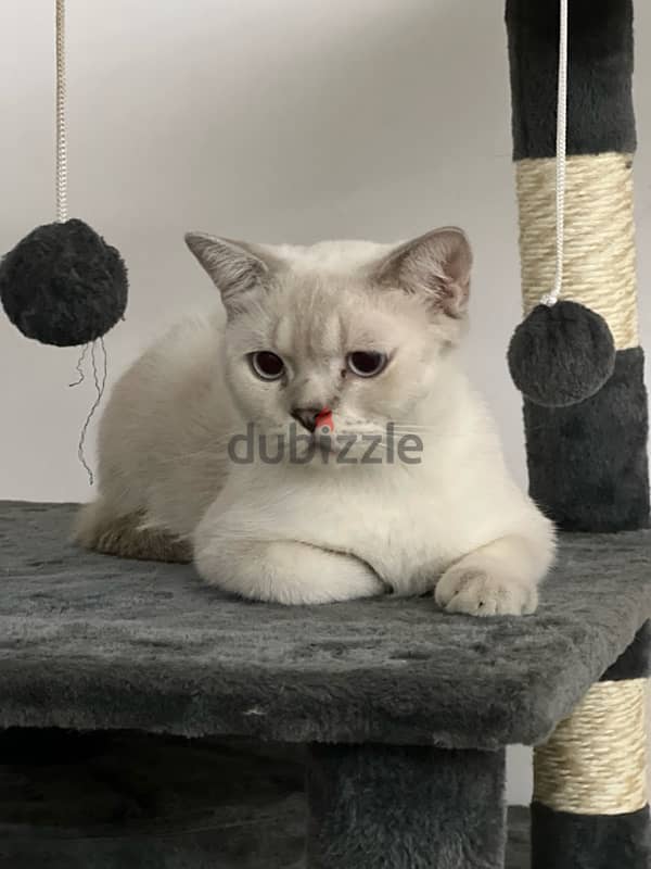 قطط للبيع cats for sale 1