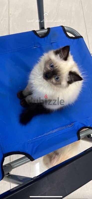 قطط للبيع cats for sale 6