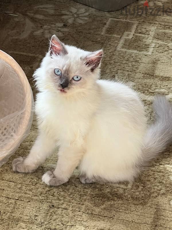 قطط للبيع cats for sale 8