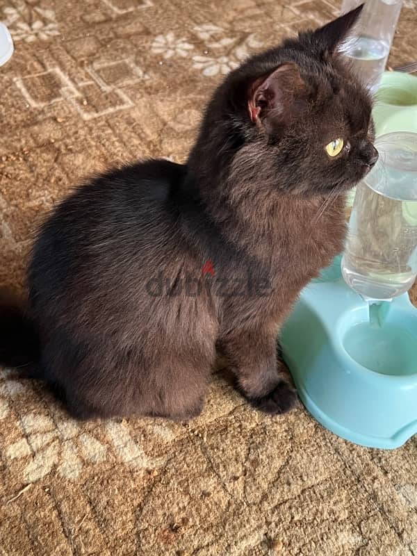 قطط للبيع cats for sale 13