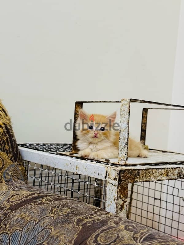 persian cat / shirazi cat 3