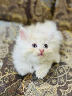 persian cat / shirazi cat 0